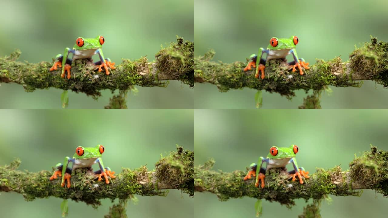 一只红眼树蛙坐在树枝上的镜头正面