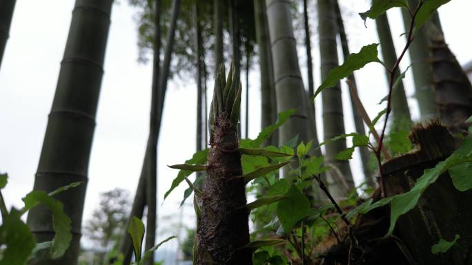 雨后春笋  露珠滑落唯美慢镜头意境