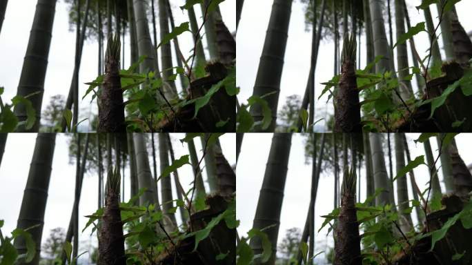 雨后春笋  露珠滑落唯美慢镜头意境