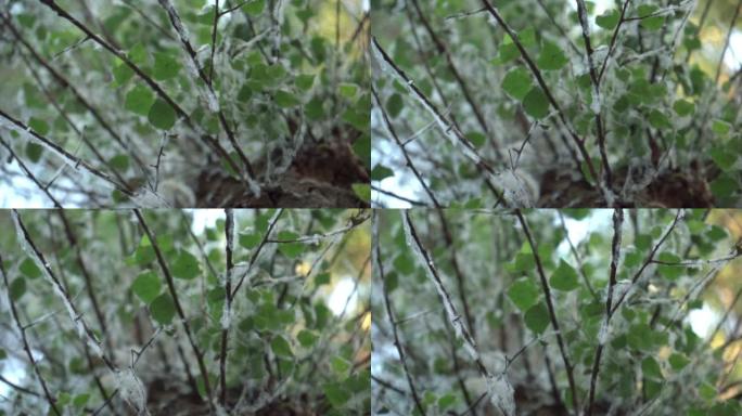 绿树上有很多蜘蛛网。