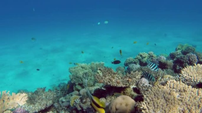 红海中的三角旗珊瑚鱼或旗鱼-埃及