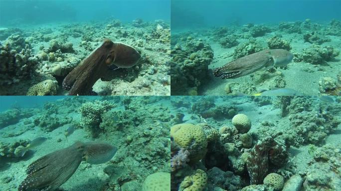 章鱼变色游泳热带鱼群海洋大海野生动物
