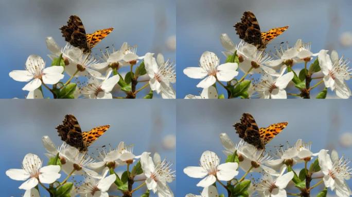 慢动作飞行帝王蝶从白樱桃花中收集花蜜。帝王蝶授粉花。苹果花上的帝王蝶在春天采集花蜜花粉。
