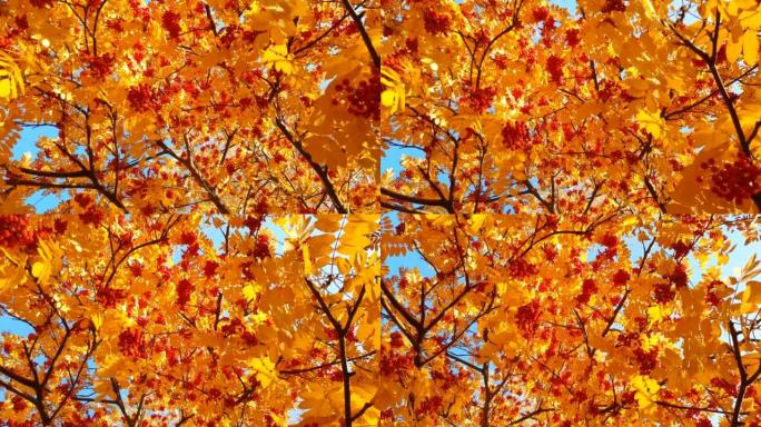 4k视频，美丽的红橙色簇簇的山灰在风中摇曳，秋天山灰的金黄色叶子，从下面可以看到天空