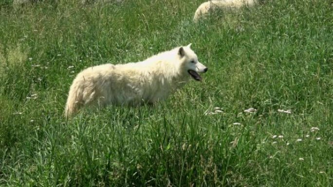 北极狼 (Canis lupus arctos)