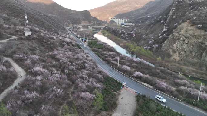 桃花边的公路