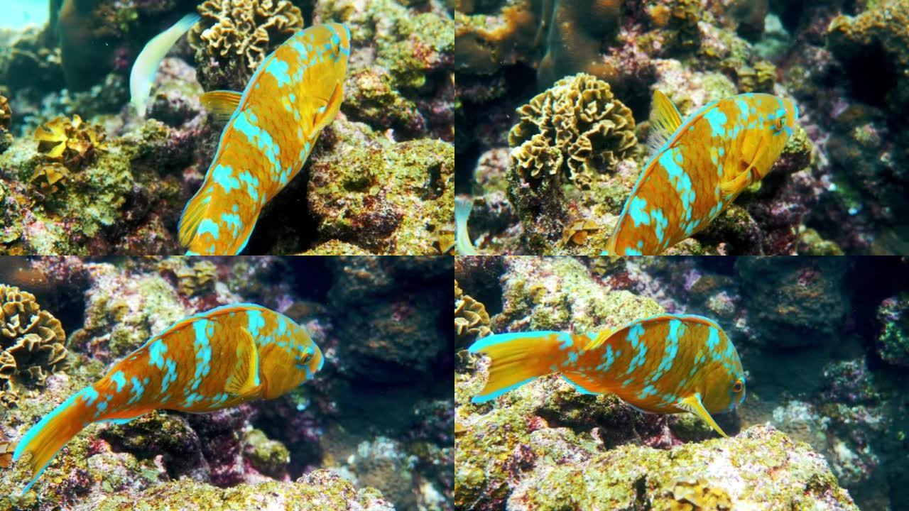 色彩鲜艳的蓝斑鹦嘴鱼在水下游泳珊瑚礁