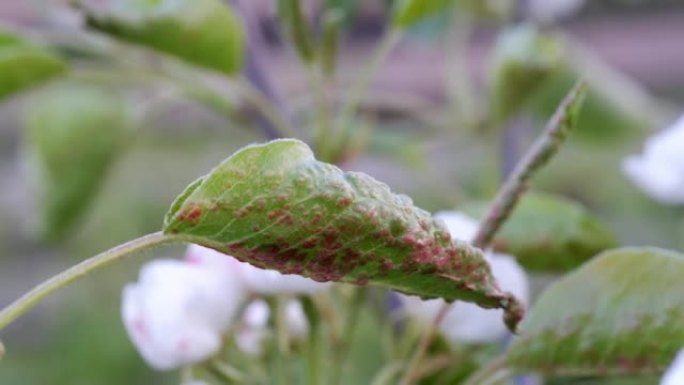 梨叶上的草食性螨虫