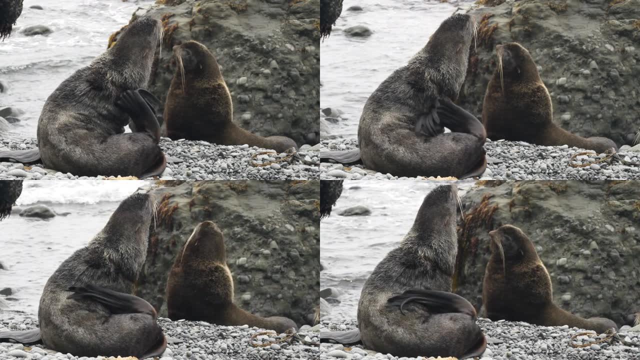 海狗科有声耳耳的。