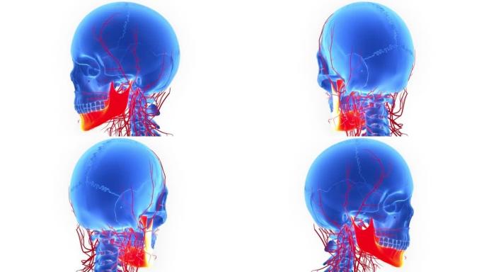 人体骨骼系统颅骨骨部分下颌骨解剖动画概念