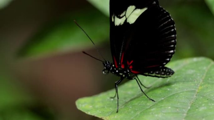 巴拿马热带蝴蝶大自然生态野生