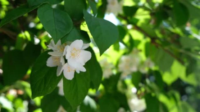 开花茉莉花树