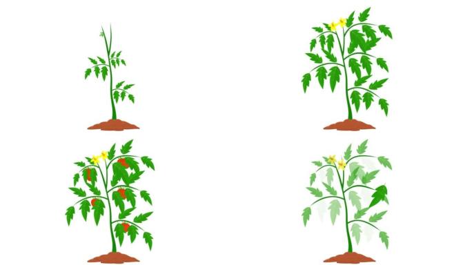 番茄植物。番茄收获的动画。卡通
