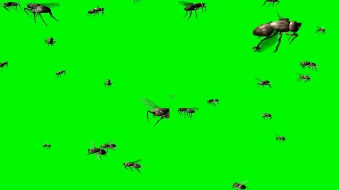 成群的苍蝇在绿色屏幕上飞行