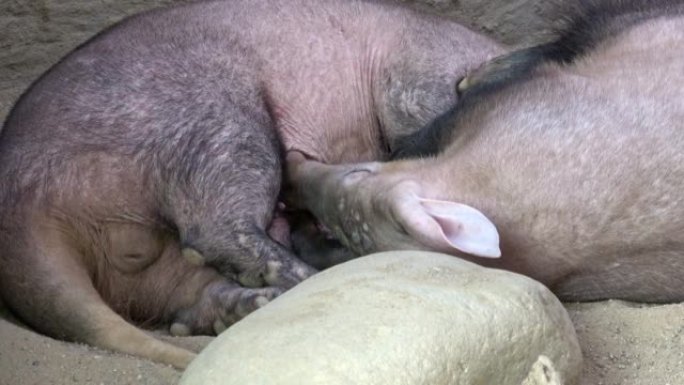 乳母乳房乳汁后。土豚平躺在背上