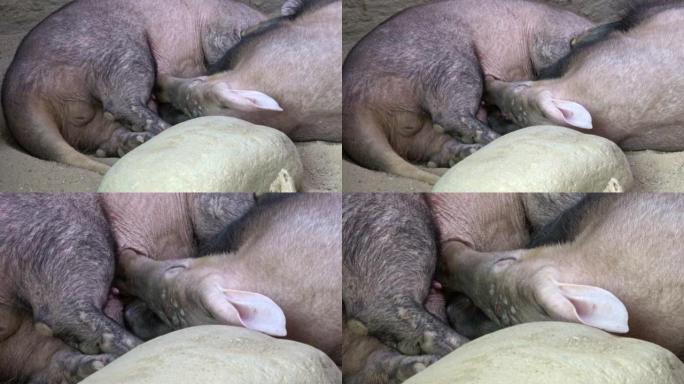 乳母乳房乳汁后。土豚平躺在背上