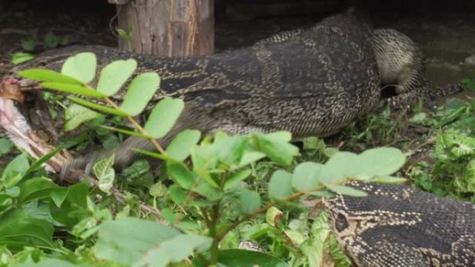 水监控吃饭、打架和抢夺对方的食物。缅甸蟒蛇已经死亡，成为食物。危险的野生动物和自然。