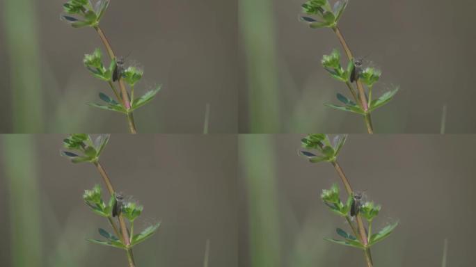 小型绿色植物茎上的Lacon (点击甲虫) 的特写镜头
