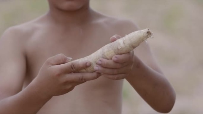 园丁男孩在田里分析他手上的木薯。