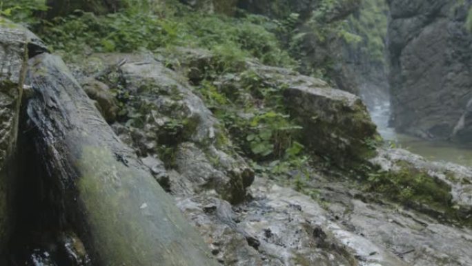 山河上的火蜥蜴(4K)