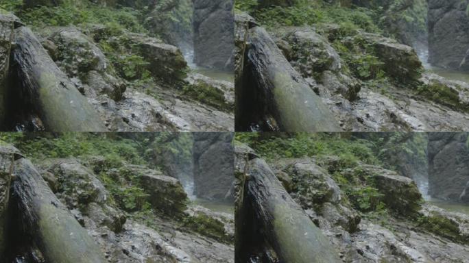 山河上的火蜥蜴(4K)