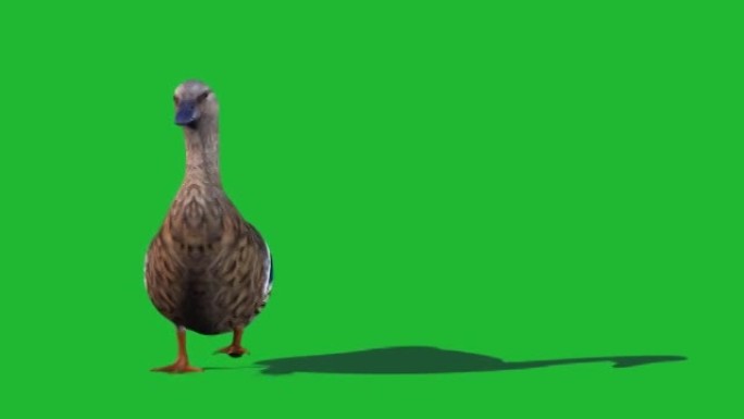 鸭子在绿色屏幕上行走