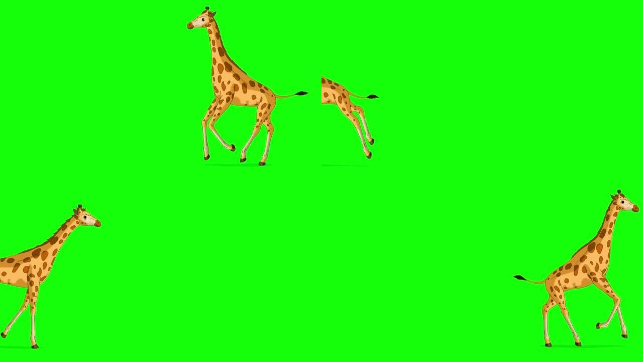 大长颈鹿来回跑色度键完整镜头