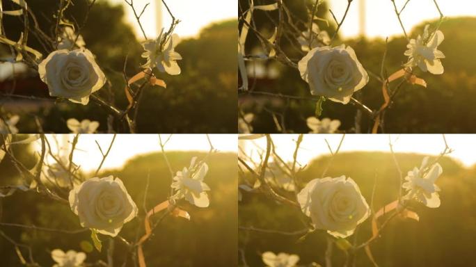玫瑰树上的白玫瑰在金色的时光里，在夕阳的灯光下。