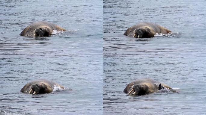 斯瓦尔巴群岛划水中的海象公牛