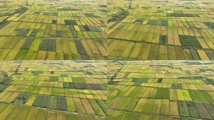 水稻和玉米铺就的多彩农田