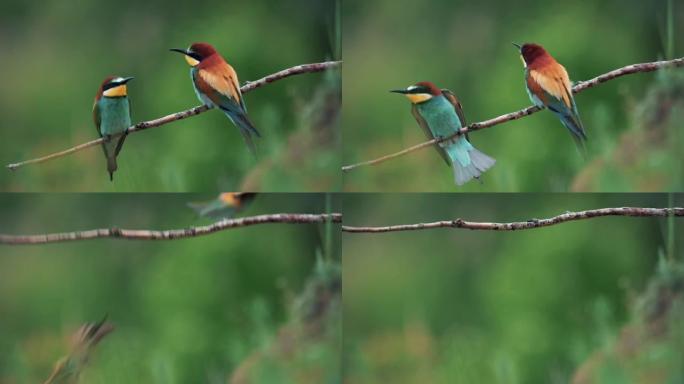 一对欧洲食蜂鸟 (Merops apiaster) 在一个树枝上，过了一会儿它们一起飞走了。慢动作。