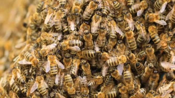 很多蜜蜂，质地。将一群人移植到新的蜂巢中。