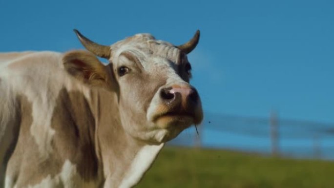 一头牛头对着湛蓝的天空。草地上的国内奶牛牧场