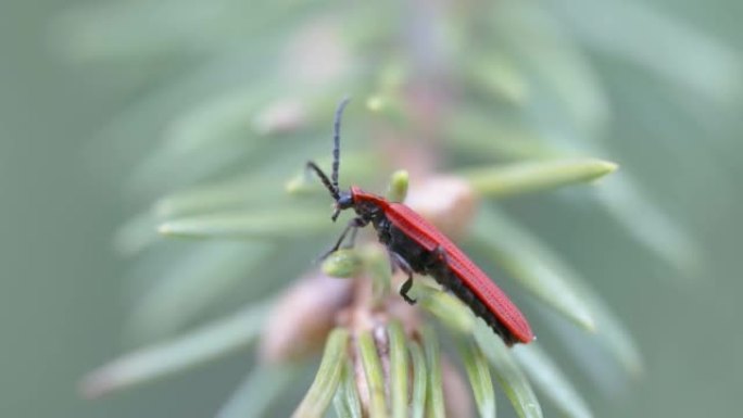 在爱沙尼亚的云杉树上仔细观察红色甲虫