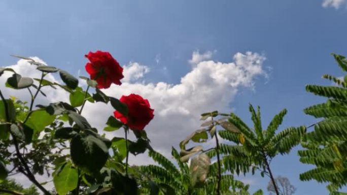 在明媚的朝阳下，红色的玫瑰花在叶子和晴朗的天空的背景下