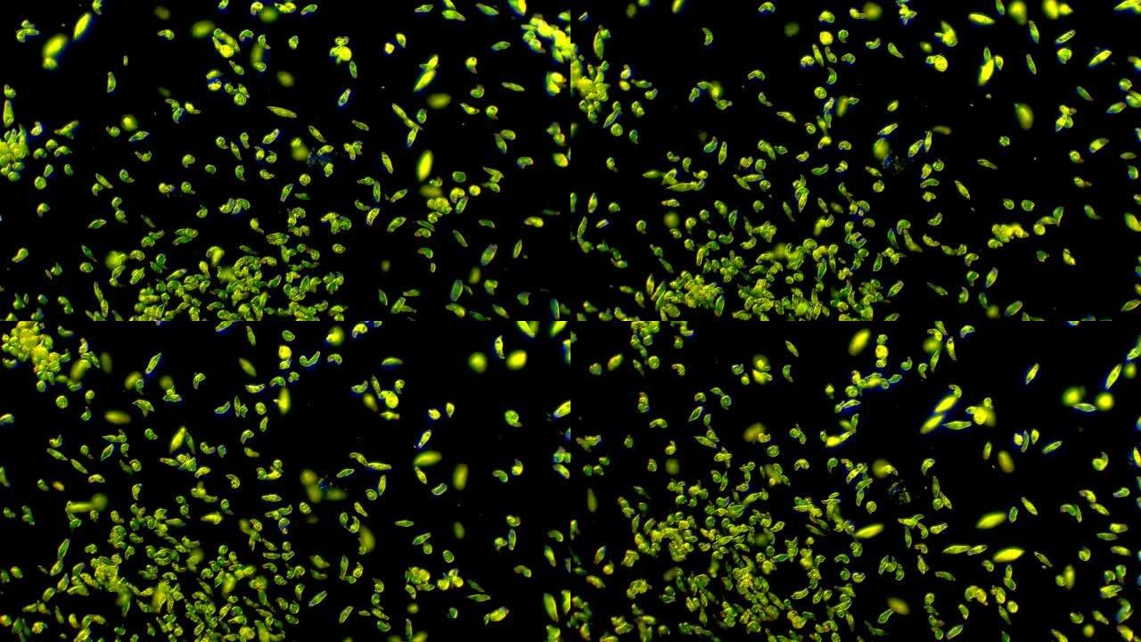 眼螺旋藻菌落，显微镜放大