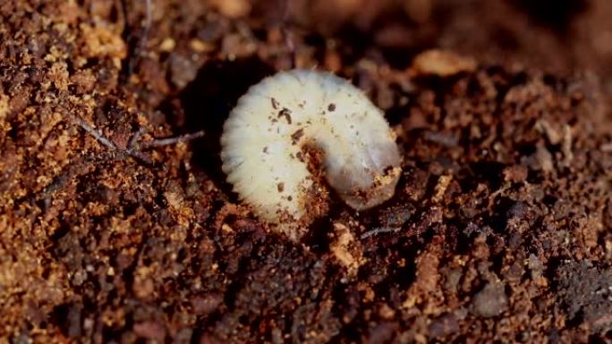 五月甲虫的幼虫钻入地下。