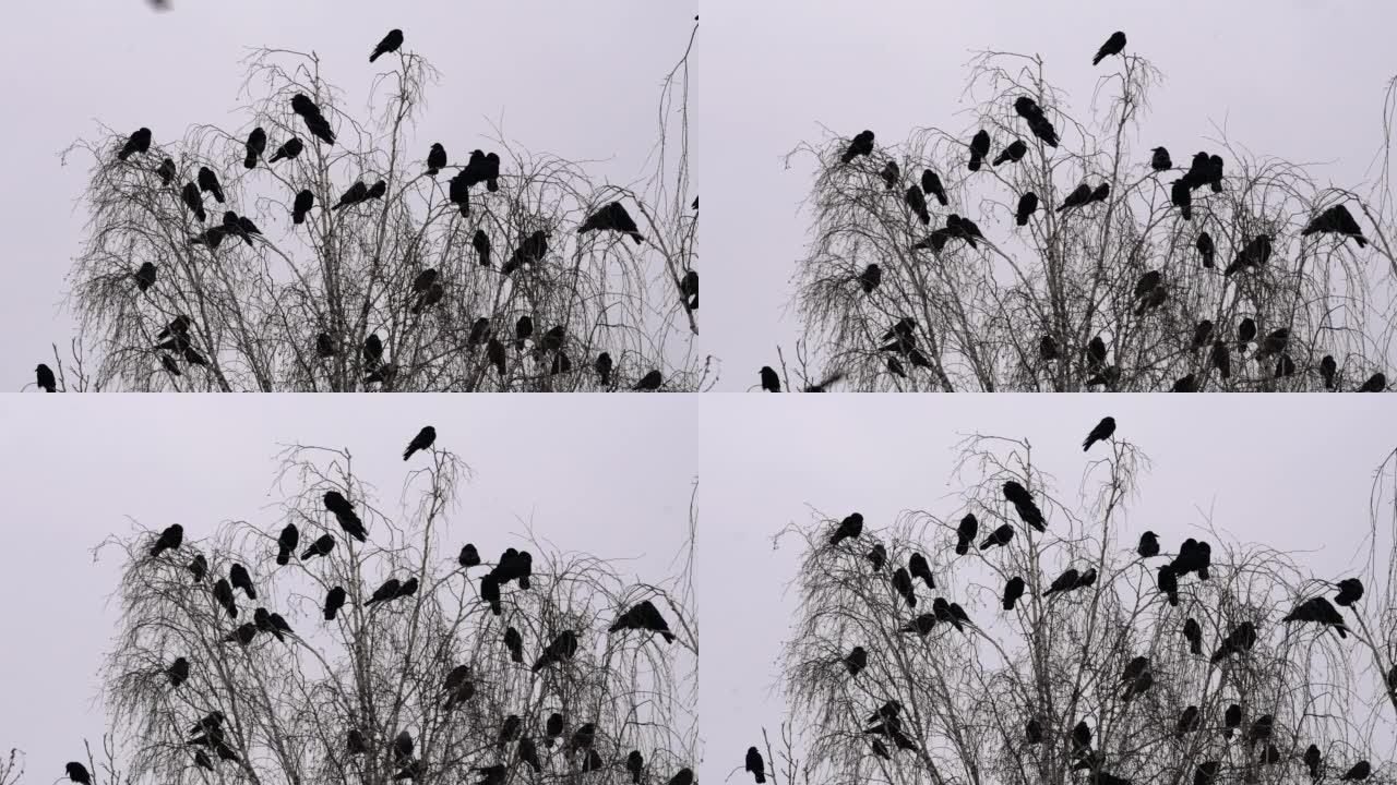 早春一群乌鸦坐在树顶上
