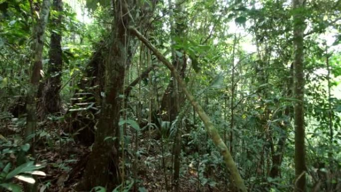 走过茂密的亚马逊雨林