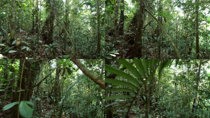 走过茂密的亚马逊雨林