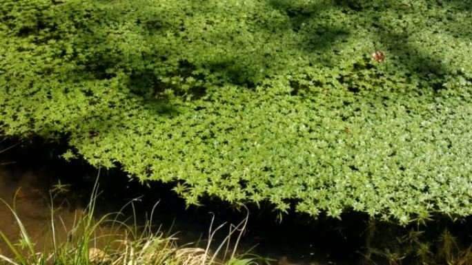 普通鸭子杂草绿色植被漂浮在森林池塘的水中。顶视图，白天，晴朗的天气，实时，没有人
