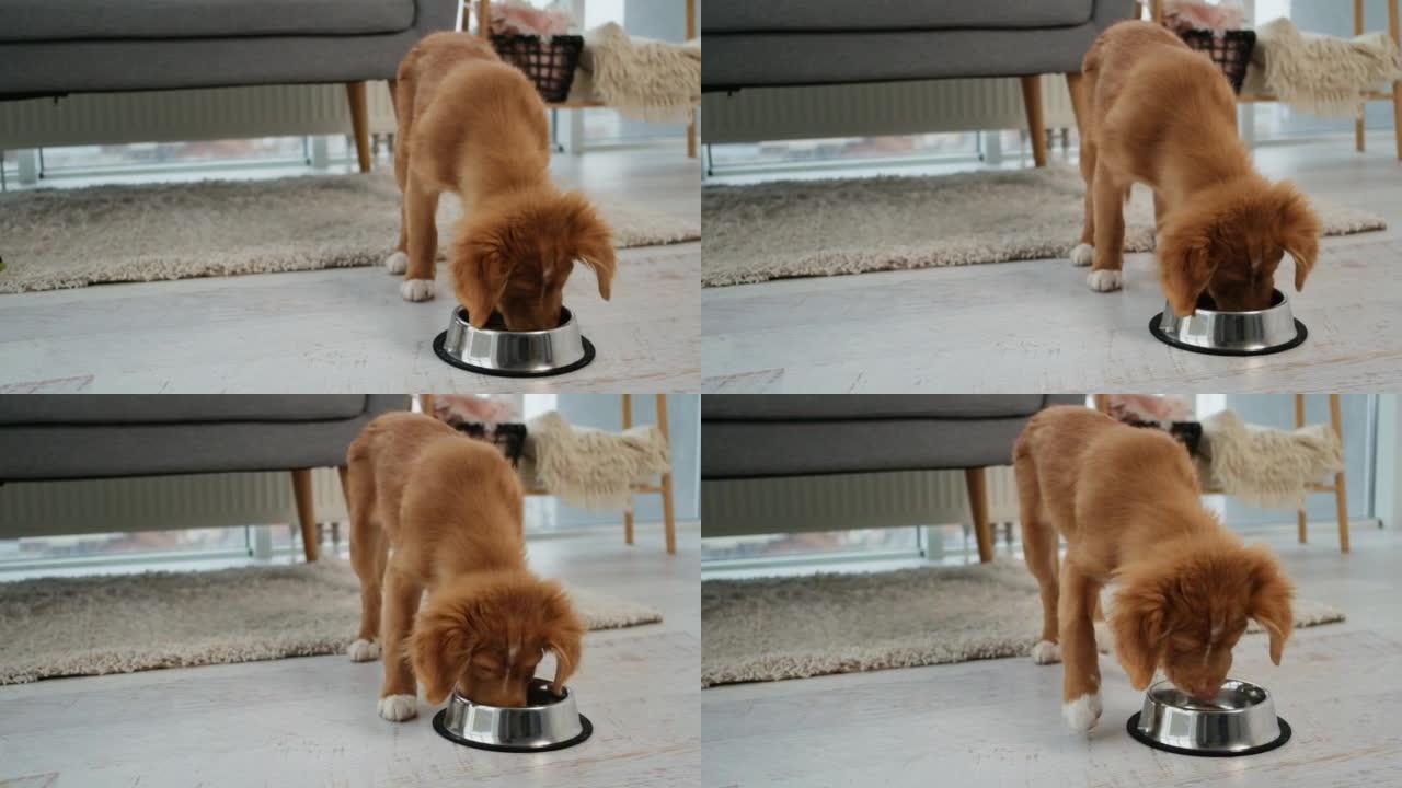 托勒小狗从碗里吃东西