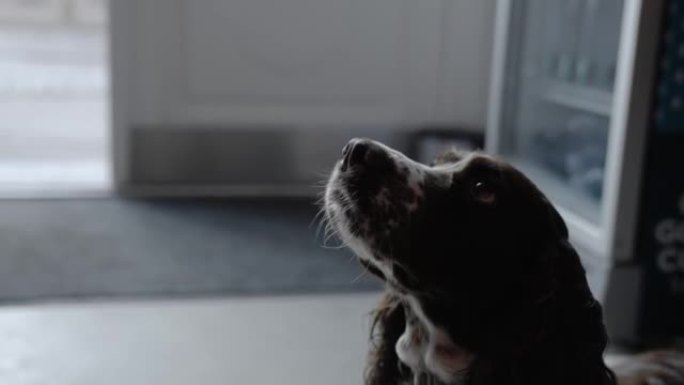 在黑暗的房间里等待订单的英国施普林格犬的4k视频。