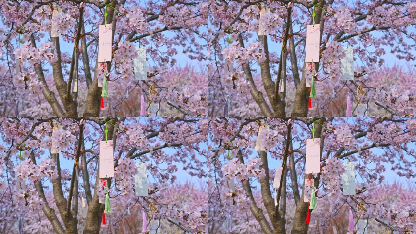 春天盛开的樱花树祈福