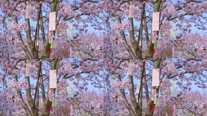 春天盛开的樱花树祈福