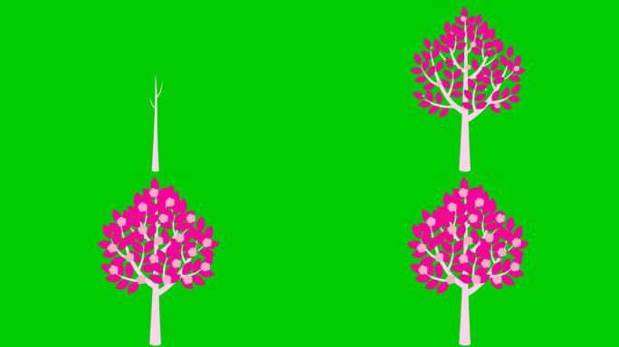 树逐渐生长，枝条上出现洋红色的叶子。粉红色的花朵盛开。黑色符号。春天的概念。孤立在绿色背景上的平面矢