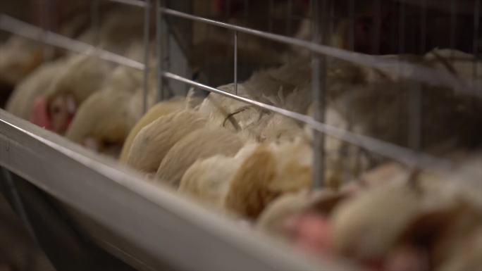 乡镇养鸡场自动化养鸡