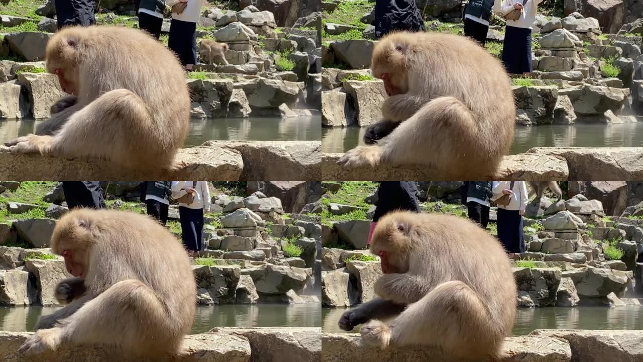 公园里的野生日本猴子