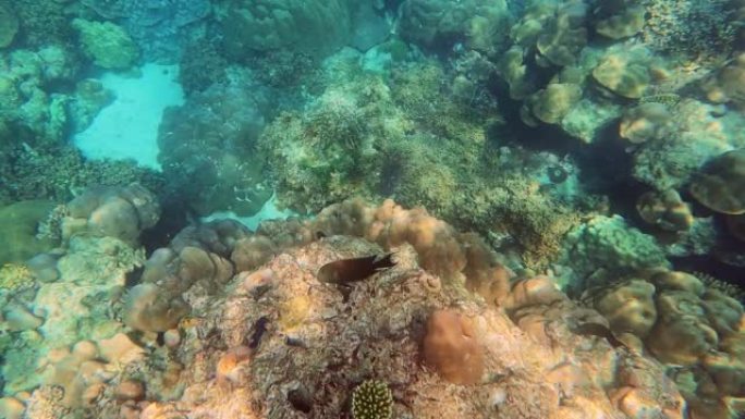 在泰国攀牙素林岛国家公园美丽的珊瑚礁中游泳的珊瑚鱼
