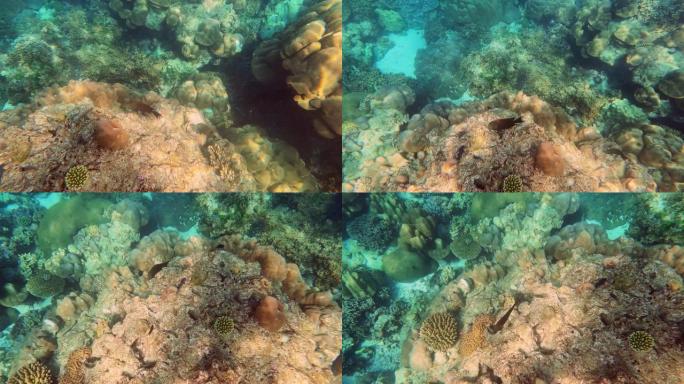 在泰国攀牙素林岛国家公园美丽的珊瑚礁中游泳的珊瑚鱼